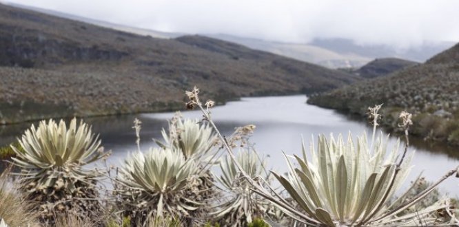 Páramo de Sumapaz, localidad 20 de Bogotá. Páramo de Sumapaz, localidad 20 de Bogotá.