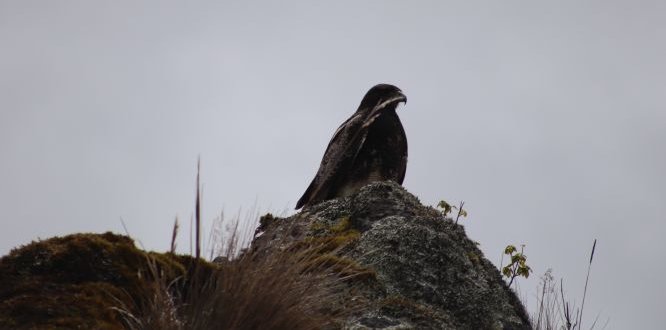 Águila del Páramo de Sumapaz Administración solicita a transeúntes la protección del Águila del Páramo de Sumapaz