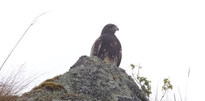 Águila del Páramo de Sumapaz Administración solicita a transeúntes la protección del Águila del Páramo de Sumapaz