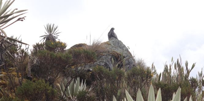 Águila del Páramo de Sumapaz Administración solicita a transeúntes la protección del Águila del Páramo de Sumapaz