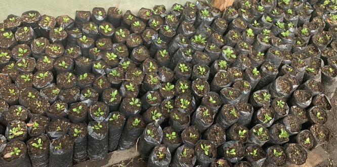 Plántulas listas para la entrega Plántulas listas para entregar a sumapaceños que desean iniciar sus huertas caseras