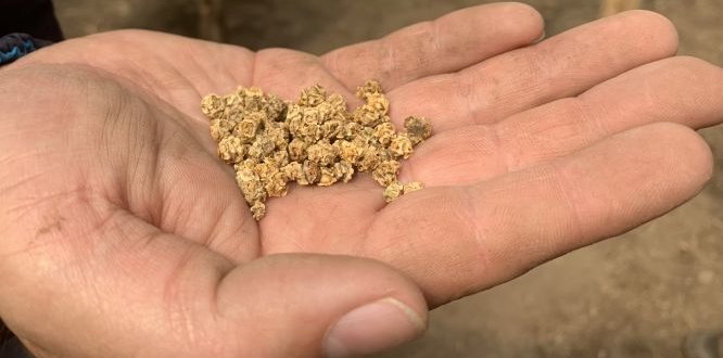 Semillas de frutas, verduras, hortalizas son plantadas en el vivero Semillas de frutas, verduras, hortalizas son plantadas en el vivero