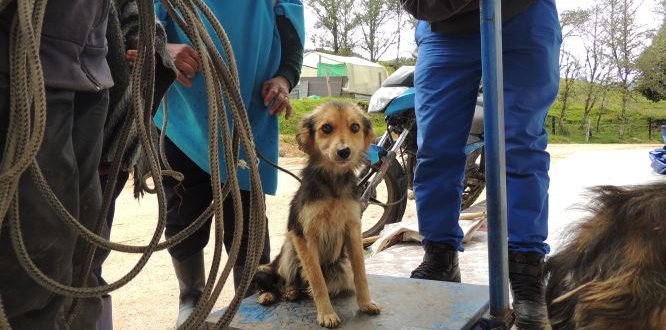 Jornada de Esterilización de perros y gatos en Cuenca del Río Blanco Jornada de Esterilización de perros y gatos en Cuenca del Río Blanco