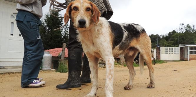 Jornada de Esterilización de perros y gatos en Cuenca del Río Blanco Jornada de Esterilización de perros y gatos en Cuenca del Río Blanco