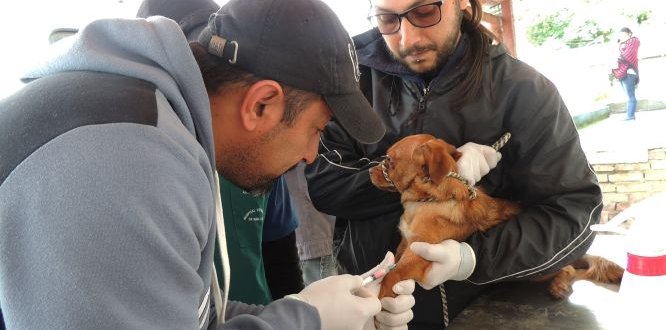 Jornada de Esterilización de perros y gatos en Cuenca del Río Blanco Jornada de Esterilización de perros y gatos en Cuenca del Río Blanco