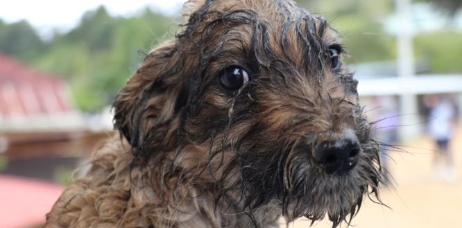 Coco, el perro beneficiado por las jornadas de vacunación en Sumapaz Coco, el perro beneficiado por las jornadas de vacunación en Sumapaz