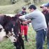 Equipo de profesionales de la ULATA realizan acompañamiento a sumapaceños
