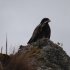 Administración solicita a transeúntes la protección del Águila del Páramo de Sumapaz