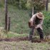 Campesino labrando la tierra