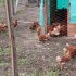 Proyecto Iniciativas Productivas en Sumapaz